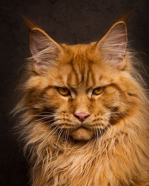 maine coon images